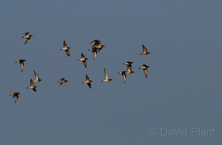 Golden plovers flying - A.JPG - Golden plovers in flight - Gloucestershire